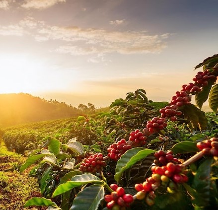 Plantação agrícola